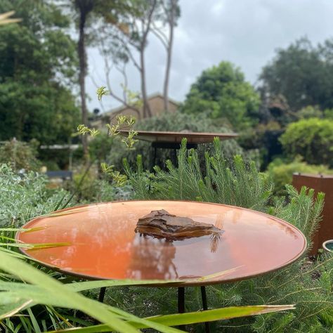 Sydney Wildflower Nursery on Instagram: “We’re feeling a bit soggy here in the nursery this week but at least our @mallee_design spun copper bird baths are looking beautiful! We…” Copper Bird Bath, Wildflower Nursery, Bath Garden, Bird Bath Garden, Bird Baths, Bird Bath, Outdoor Table, Spinning, Wild Flowers