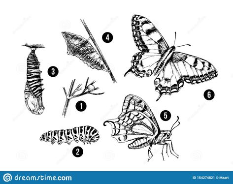 Papilio Butterfly, Metamorphosis Tattoo, Ako Kresliť, Metamorphosis Art, Butterfly Metamorphosis, Roots And Wings, Plaid Wallpaper, Morpho Butterfly, Hand Drawn Vector Illustrations