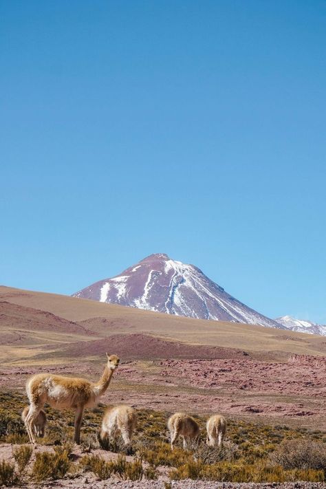 Atacama Chile 🇨🇱 Chile Itinerary, Atacama Desert Chile, Backpacking Europe Packing List, Atacama Desert, Chile Travel, Desert Travel, America Latina, Backpacking Europe, Travel Outdoors