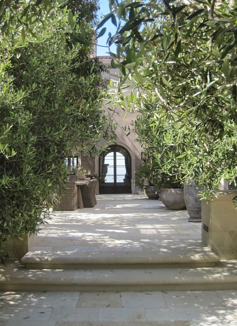 Potted Olive Tree, Mediterranean Garden Design, Provence Garden, Mediterranean Garden, Olive Trees, Olive Tree, Spanish Style, Outdoor Rooms, Architect Design