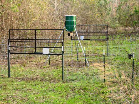 Hog Trap, Wild Hogs, Cattle Panels, Wild Pig, Decking Screws, Wild Hog, Trap Door, Mississippi State University, Swinging Doors