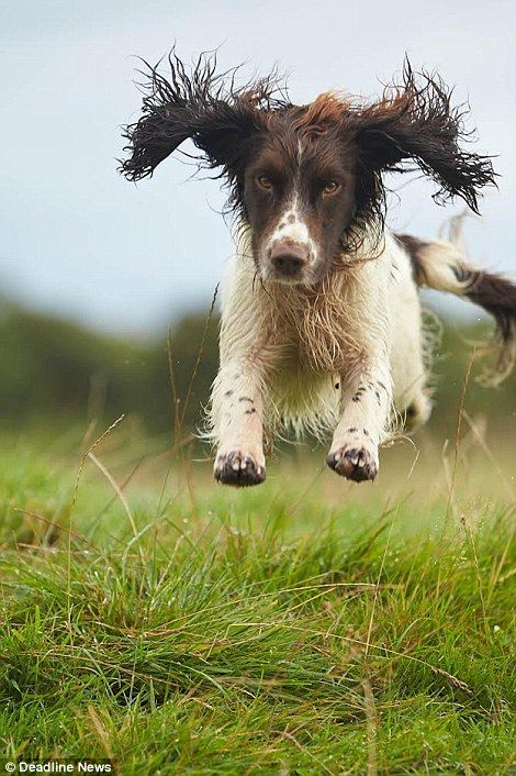 Portrait of a country life: Pictures of the British countryside captured by gamekeeper who has proved a great shot with a camera  | Daily Mail Online Working Springer Spaniel, Working Spaniel, Springer Dog, Springer Spaniel Puppies, Spaniel Breeds, Spaniel Art, Springer Spaniels, Dog Grooming Business, English Cocker