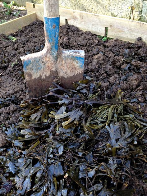 Farmers and gardeners have used seaweed as mulch and fertilizer for centuries, and Mainers are lucky to have a free, abundant supply dumped on their shores year-round. Learn how to use it in your Maine garden. Seaweed Fertilizer, Lifestyle Block, Maine Garden, Maine Homes, Garden Mulch, Yard Project, Better Homes And Garden, Flower Patch, Vegetable Gardening