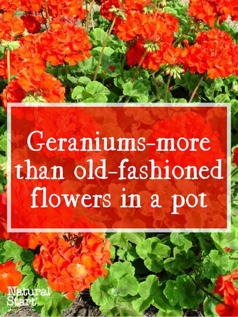 Learn the difference between the pot classic annual red geranium and "real" perennial geraniums. Perennial Geraniums, Flowers In A Pot, Red Geraniums, Geraniums, Red Flowers, Perennials, Old Fashioned, Ethnic Recipes, Flowers