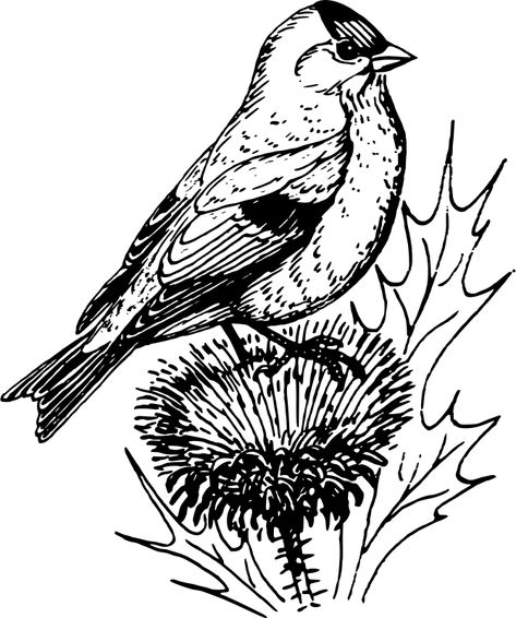 Goldfinch 2 - Openclipart Goldfinch Tattoo Black And White, Goldfinch Drawing, Goldfinch Tattoo, Goldfinch Art, Bird Stencil, Woodburning Projects, Art Student, Adult Coloring Book Pages, White Illustration