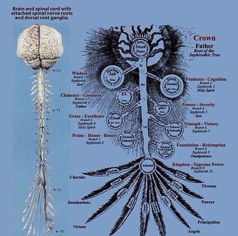 Spinal Chord, Kemetic Spirituality, Spinal Nerve, Spiritual Psychology, Sacred Science, Sacred Geometry Symbols, Mystery School, Chakra Art, Alchemy Symbols