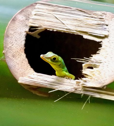 Green Anole Lizard, Inside Suitcase, Green Anole, Lizard Habitat, Classroom Pets, Frog Species, Low Maintenance Pets, Pet Lizards, Ant Farms