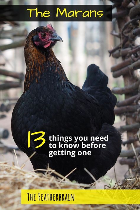 Barnvelder Chickens Eggs, Barnvelder Chickens, Barnevelder Chicken, Maran Chickens, Wyandotte Hen, Australorp Chicken, Black Copper Marans, Backyard Coop, Chickens In The Winter