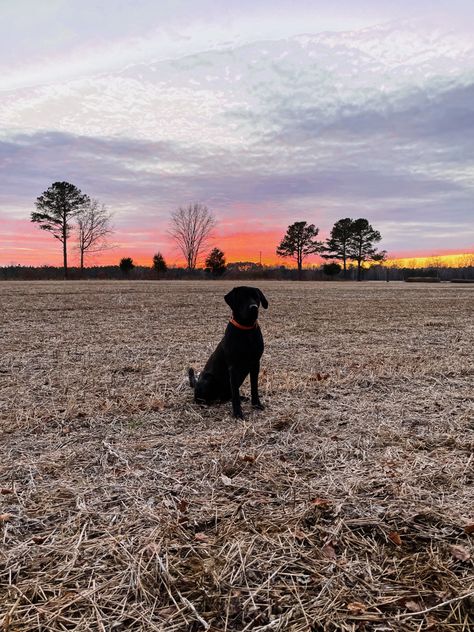 Duck hunting dog Labs Hunting, Duck Hunting Dogs, Country Dog, Muddy Dog, Dream Family, Dream Dog, Very Cute Dogs, Hunting Dog, Duck Hunting