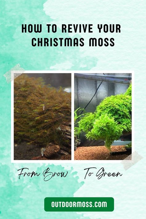 If you have a terrarium or aquarium where your Christmas moss has turned brown, follow these simple steps to bring it back to life and color. Bring It Back, Back To Life, Bring It, Terrarium, Bring It On, Turn Ons, Yellow, Green, Christmas