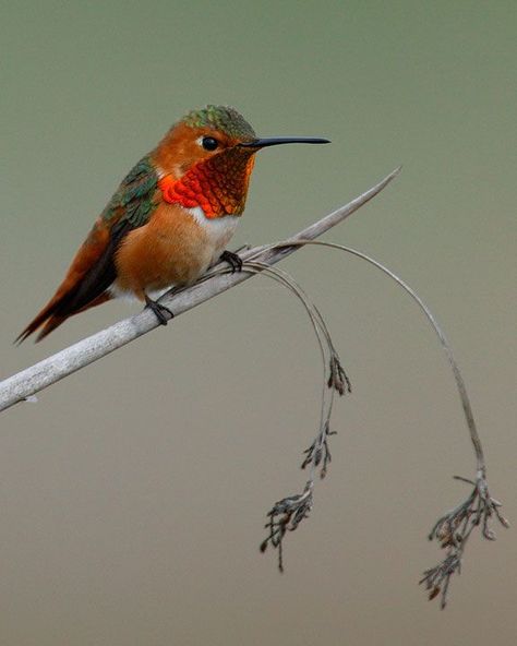 Allen's Hummingbird, Hummingbird Photos, Green Crown, Hummingbird Pictures, Hummingbird Garden, Nature Birds, Wild Things, Little Birds, Birds Flying