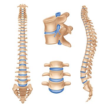 Spine Anatomy, Human Heart Anatomy, Human Body Structure, Anatomy Chart, Vertebral Column, Human Spine, Poster Pictures, Human Anatomy, Background Pictures