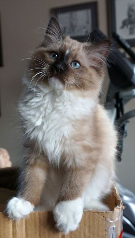 Retired & Young Adults Available | Ranchinragz Ragdolls Ragdoll Cats For Sale, Gato Ragdoll, Wcue Morph, House Cats, Dream's Cat, Wallpaper Cat, Tattoo Cat, Cat Anime, Ragdoll Cats