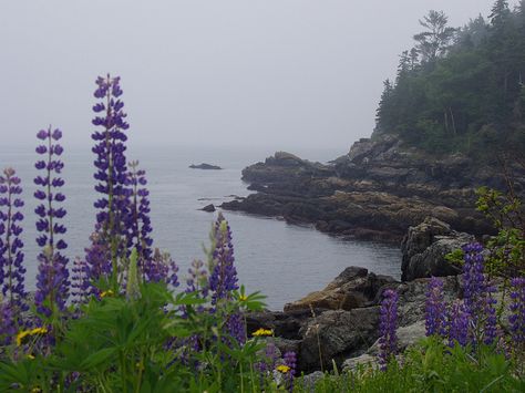 Lupines Maine Lupines, Maine Aesthetic, Downeast Maine, Maine New England, Maine Living, Maine Vacation, Maine Coast, Gorgeous Scenery, Incredible Places