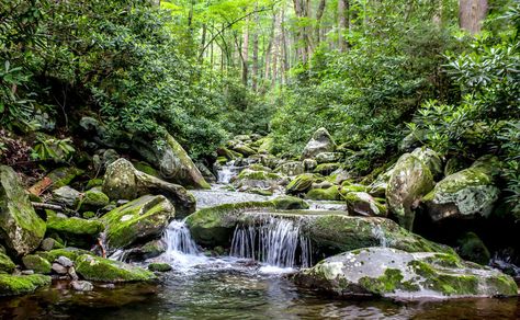 Waterfall in forest stream. Waterfall over boulders in stream in green forest on , #ad, #stream, #forest, #Waterfall, #boulders, #day #ad Forest With Stream, Waterfall In Forest, Stream Waterfall, Stream Landscape, Greenery Wallpaper, Green Waterfall, Garden Woodland, Big Painting, Forest Stream