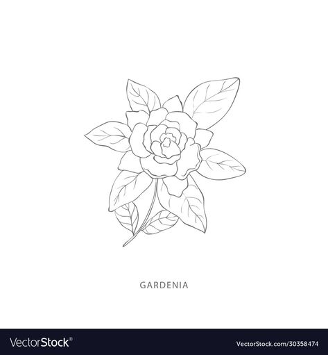 Small Gardenia Flower Tattoo, Gardenia Plant Tattoo, Gardina Flowers Drawing, Gardina Flowers Tattoo, Gardenia Drawing, Gardenia Flower Tattoo, Gardina Flowers, Flower Drawing Tattoo, Gardenia Tattoo