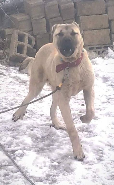 Cute Guard Dogs, Old Mansions Interior, Prada Aesthetic, Kangal Dog, K9 Unit, Big Dog Breeds, Dogs Training, Jeep Cj, Feral Cats