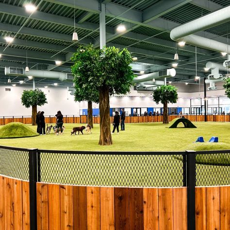 Indoor Dog Park - Petfinity Indoor Dog Park Design, Dog Day Care Interior Design, Dog Boarding Facility Ideas Pet Resort, Dog Hotel Ideas Pet Resort, Dog Hotel Design, Dog Hotel Rooms, Animal Sanctuary Ideas, Dog Park Ideas, Dog Daycare Ideas