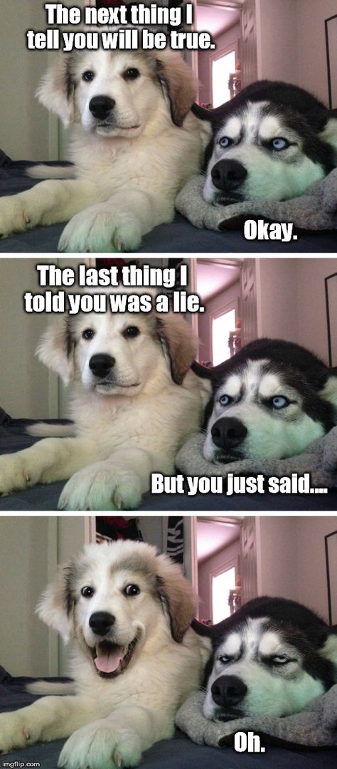 A Paradox for a Pair o' Dogs | The next thing I tell you will be true. Okay. The… Bad Pun Dog, Humor Animal, Dog Puns, Dog Jokes, Cute Animal Memes, Bad Puns, Funny Dog Memes, Funny Animal Quotes, Funny Animal Jokes