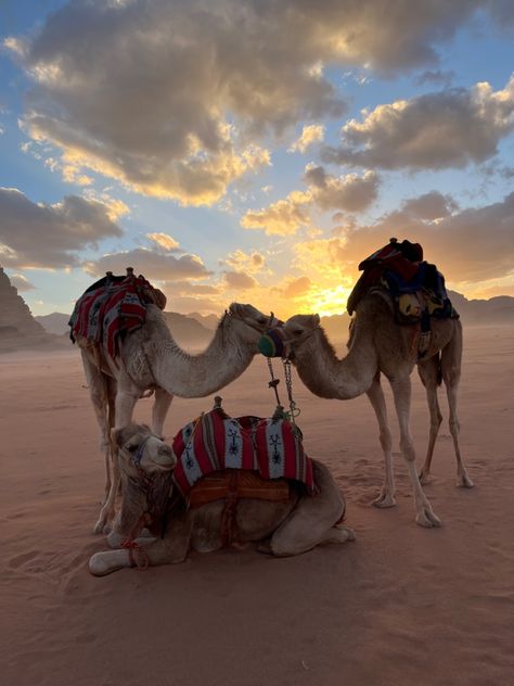 Jordan; travel; camel; desert; middle east Jordan Middle East, Middle East Aesthetic, Middle East Desert, Arabian Nights Aesthetic, Aesthetic Desert, Round The World Trip, Dubai Aesthetic, Jordan Travel, Travel Inspiration Destinations