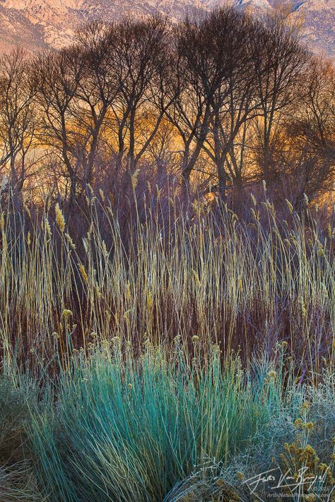 Desert Colors, Morning Light, Best Photographers, Winter Garden, Landscape Photos, Early Morning, 그림 그리기, Landscape Architecture, Belle Photo