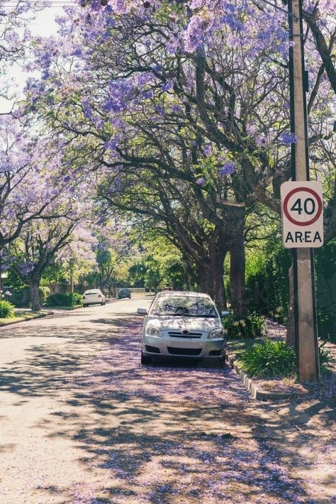 car parked in suburban street under jacaranda tree : Austockphoto Suburban Street, Australian Lifestyle, Jacaranda Tree, Adelaide Hills, Street House, School Photography, Car Images, Street Cars, Film Set