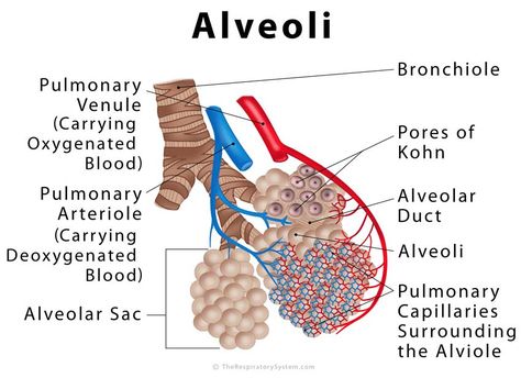 www.therespiratorysystem.com alveoli Gas Exchange, Nursing School Essential, Cellular Respiration, Basic Anatomy And Physiology, Nurse Study Notes, Chronic Obstructive Pulmonary Disease, Medical School Studying, Respiratory Infection, Pulmonary Disease