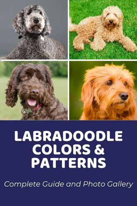 Guide to Labradoodle Names: Choosing The Perfect Name For Your Puppy - Doodle Doods Parti Labradoodle, Labradoodle Colors, Labradoodle Pictures, Red Labradoodle, Labradoodle Haircut, F1b Labradoodle, Brown Labradoodle, White Labradoodle, Rarest Colors