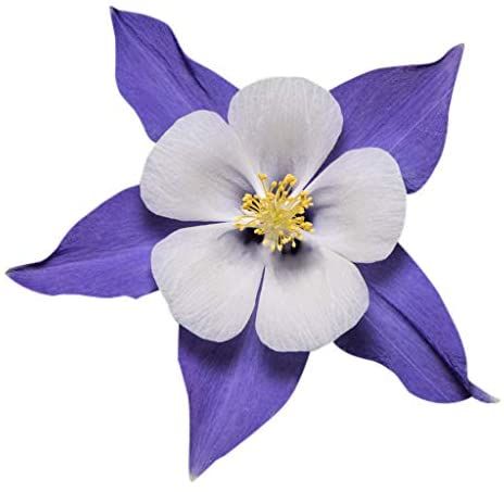 Columbine Flower Tattoo, Colorado State Flower, Colorado Garden, Floral Baby Shower Decorations, Columbine Flower, Rock Flowers, Scrapbook Flowers, Rainbow Roses, Giant Flowers