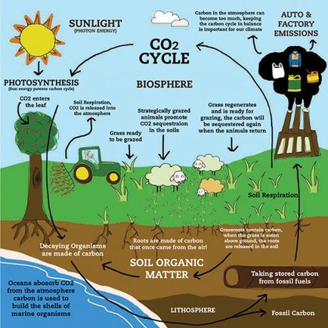 The series of processes by which carbon compounds are interconverted in the environment, chiefly involving the incorporation of carbon dioxide into living tissue by photosynthesis and its return to the atmosphere through respiration, the decay of dead organisms, and the burning of fossil fuels. Carbon Compounds, Carbon Cycle, Science Notes, Environmental Education, Plant Science, Cycle Of Life, Soil Health, Homeschool Science, Middle School Science