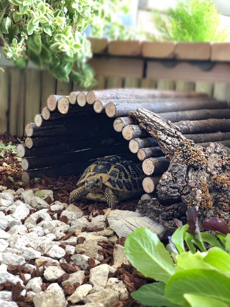 Tartaruga Habitat, Horsefield Tortoise, Tortoise Run, Tortoise Terrarium, Turtle Enclosure, Turtle Terrarium, Red Footed Tortoise, Land Turtles, Tortoise House