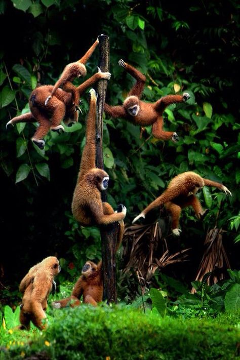 Monkies Jungle Life, Wild Kingdom, Nature Tour, Arte Animal, Primates, Animal Planet, Animal Photo, Animals Friends, A Group