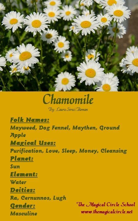 Chamomile Properties, Herbal Grimoire, Magick Herbs, Magical Circle, Magickal Herbs, Witch Herbs, Witch Coven, Witch Garden, Magic Herbs