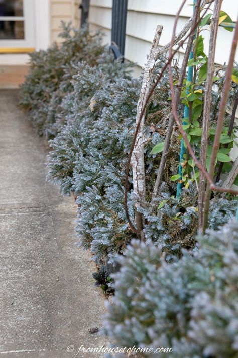 Blue star juniper growing along a side walk Shrubs For Full Sun, Juniper Shrub, Blue Star Juniper, Foundation Plants, Blue Juniper, Privacy Hedges, Full Sun Shrubs, Drought Tolerant Shrubs, Shade Loving Shrubs