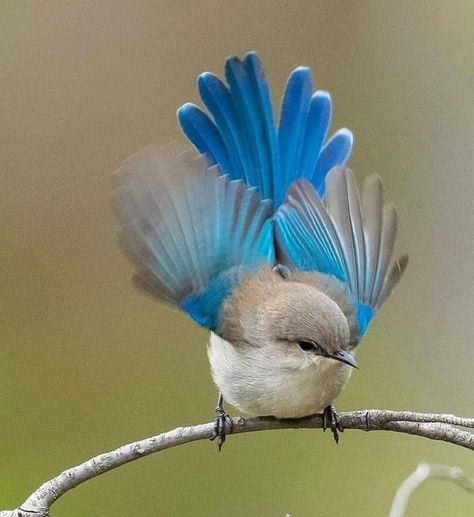 Wren Bird, Fairy Wren, Vicks Vaporub, Emily Dickinson, Nature Birds, All Birds, Bird Pictures, Exotic Birds, Pretty Birds