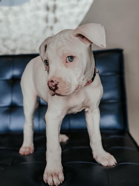 All white American Bulldog puppy with blue eyes. Pitbull Dog White, Alapaha Blue Blood Bulldog, White American Bulldogs, White Pitbull With Blue Eyes, Puppies With Blue Eyes, White Pitbull, American Bulldog Puppies, Cute Pitbulls, Brown And White Bulldog