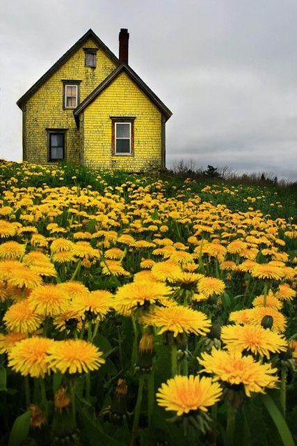 Summer Nature Photography, Yellow Aesthetic Pastel, Nature Photography Flowers, Beautiful Landscape Photography, Belle Nature, Yellow House, Yellow Houses, Landscape Designs, Ideas Photography