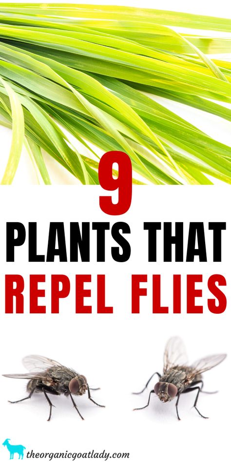 Flies Repellent Outdoor, Repel Flies, Plants That Repel Flies, Insect Repellent Plants, Plants That Repel Bugs, Pest Repellent, Yard Ideas Cheap, Garden Flowers Perennials, Fruit Fly Trap