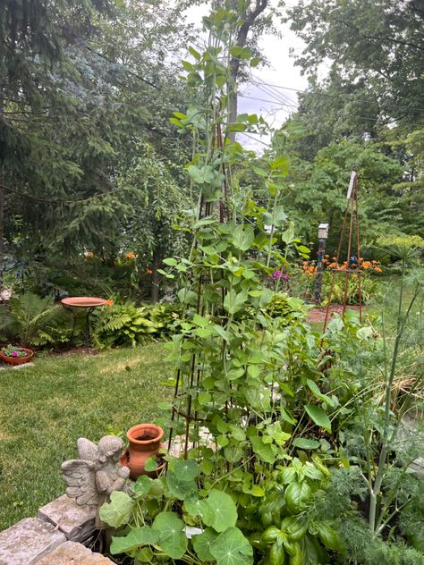 I added this trellis for sugar snap peas and added nasturtiums at bottom. Another trellis has snow peas but they dont climb like the sugar snap peas. But this is pretty in my kitchen and herb garden. Sugar Peas Growing, Butterfly Pea Flower Growing, Snap Peas Garden, Sowing Sweet Pea Seeds, Sugar Snap Pea, Snow Peas, Garden Inspo, Sugar Snap Peas, Snap Peas