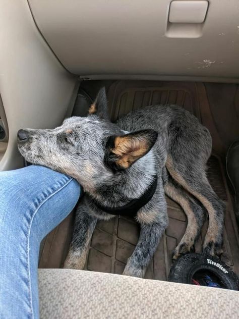 Australian Cattle Dog Aesthetic, Blue Heeler Aesthetic, Ranch Dogs, Blue Heeler Puppy, Blue Healer, Cattle Dog Puppy, Aussie Cattle Dog, Heeler Puppy, Heeler Dogs