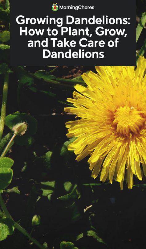 Growing Dandelions: How to Plant, Grow, and Take Care of Dandelions Growing Dandelions, Dandelion Plant, Edible Wild Plants, A Dandelion, Survival Gardening, Dandelion Root, Dandelion Seed, Sustainable Garden, Hardy Perennials