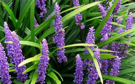 Lily Turf, Liriope Muscari, Shadow Plants, Buy Plants Online, Pergola Lighting, Deck With Pergola, Diy Pergola, Buy Plants, Hello Hello