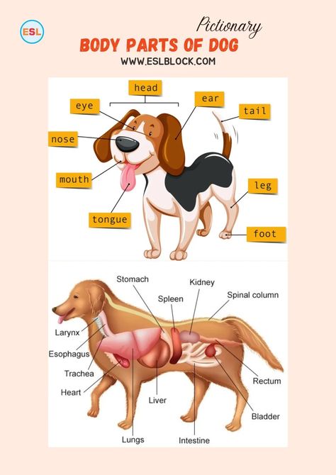 Parts of a Dog Vocabulary - English as a Second Language Books To Improve English, Parts Of Speech Sentences, 6th Grade Worksheets, Active And Passive Voice, 5th Grade Worksheets, Human Body Organs, Vocabulary English, Mammary Gland, Post Human