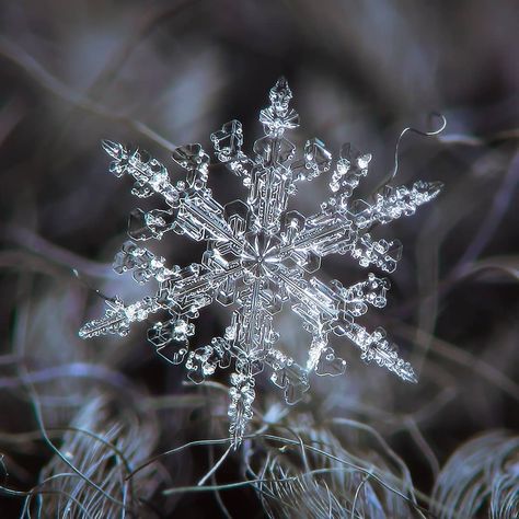 Macro photos of real snowflakes - Alexey Kljatov photography on Instagram #snowflakes #photography #illustrations #macro #crystals #christmas #images #flakes #microscopic #photos #real #snow #winter #pictures #nature Drawn Mask, Real Snowflakes, Snowflake Pictures, Prints Ideas, Star Science, Snowflakes Real, Snowflake Photos, Snow Crystal, Art Sites