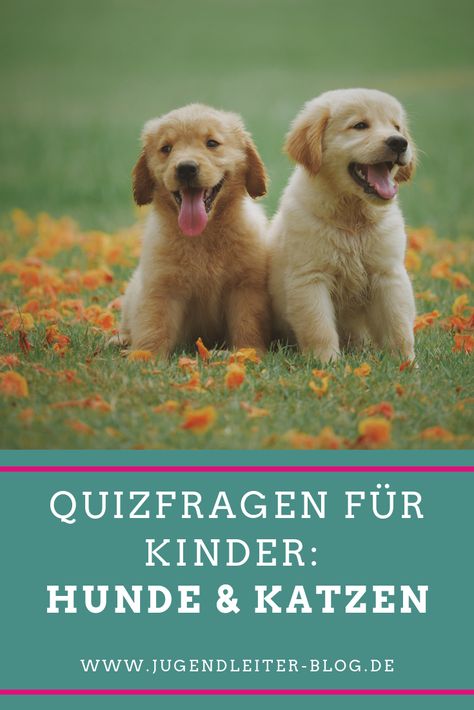 Quizfragen für Kinder rund um Hunde und Katzen - zum Einsatz in der Gruppenstunde, dem Ferienlager, Jugendarbeit allgemein sowie im Kindergarten. Wissen rund um Haustiere testen. Cutest Small Dog Breeds, Conference Planning, Cute Small Dogs, Brain Training, Small Dog Breeds, How To Train Your, Dog Training Tips, Training Your Dog, Pregnancy Announcement