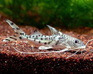 pictus catfish....We have one of these in our African cichlid tank & he puts them all in their place Lol Aquarium Catfish, Tropical Fish Aquarium, Tropical Freshwater Fish, Fresh Water Fish Tank, Tropical Aquarium, Salt Water Fishing, African Cichlids, Freshwater Aquarium Fish, Cool Fish