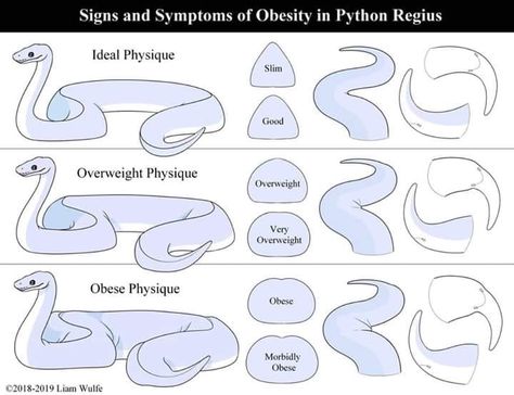 Ball Python Anatomy, Ball Python Enrichment, Ball Python Terrarium Ideas, Python Terrarium, Ball Python Colors, Snake Room, Snakes Pet, Ball Python Pet, Snake Breeds