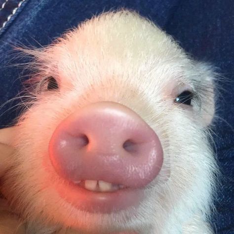 15 Of The Most Precious Pet Pigs To Make You Squeal – InspireMore Pigs, Pet, Dogs, Animals, Instagram