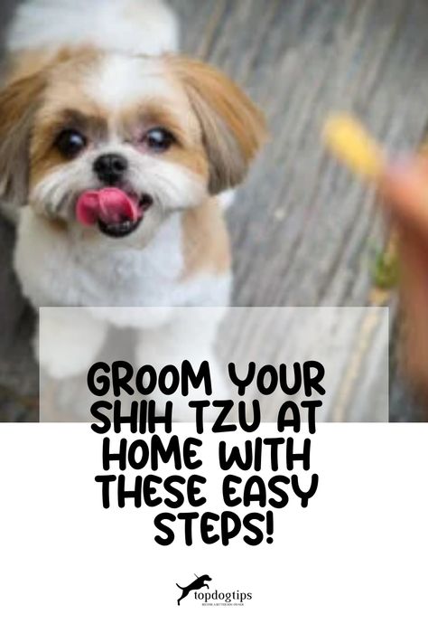 Groom Your Shih Tzu at Home with These Easy Steps! How To Cut My Shitzu Hair, Shitzu Grooming Diy, Groom Dog At Home Diy, How To Groom A Shih Tzu At Home, Male Shih Tzu Grooming Styles, Shih Tzu Haircuts Grooming, Dog Grooming Shih Tzu, Shih Tzu Puppy Cut, Shih Tzu Rescue