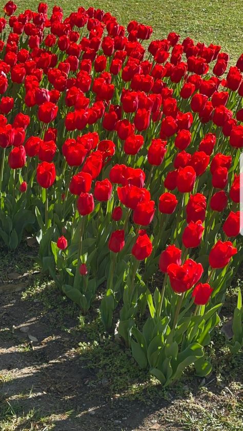 Lavender Seeds, Good Morning Flowers Rose, Iphone Wallpaper Landscape, Artistic Wallpaper, Curls For Long Hair, Good Morning Roses, Tulips Garden, Dream Land, Nothing But Flowers